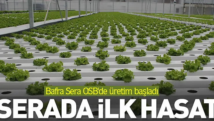 Serada ilk hasat