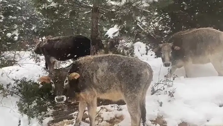 Karda otlanmaya çıktılar