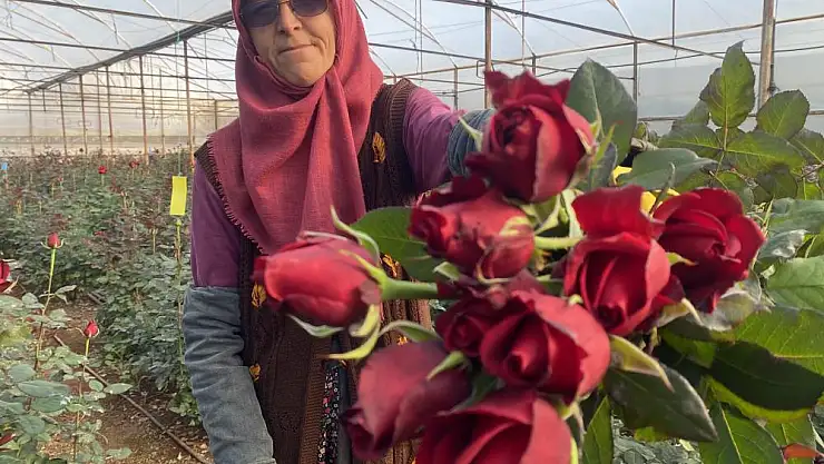 Sevgililer Günü gül üreticisinin yüzünü güldürecek