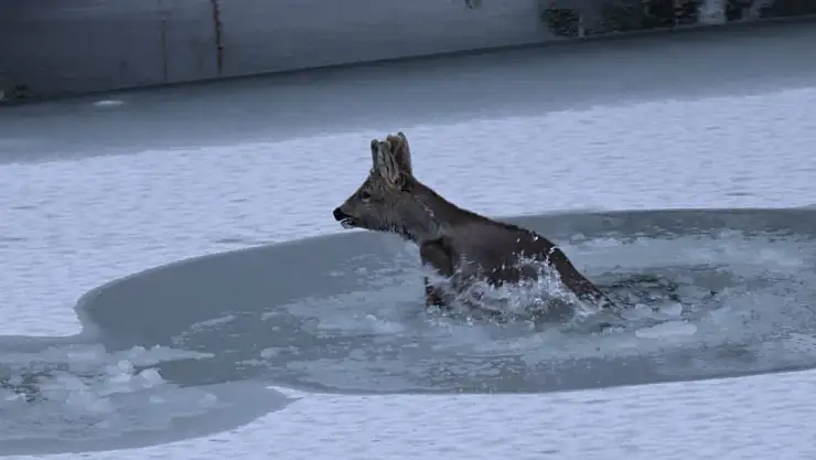 Karacanın zor anları