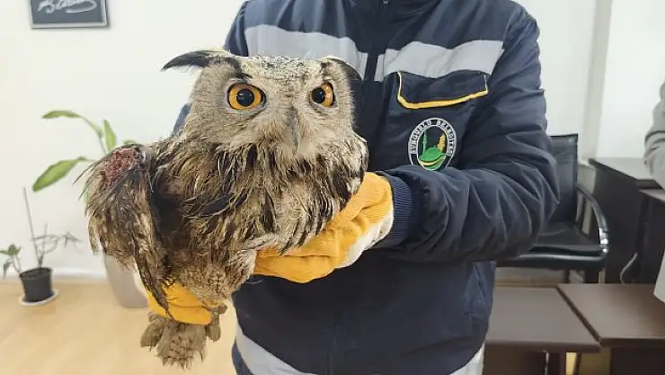 Yaralı baykuş tedavi altında