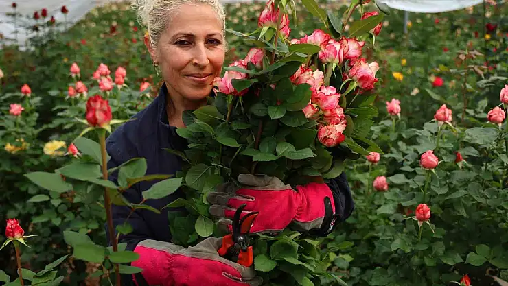 İthal gül, yerli gülün fiyatını düşürdü