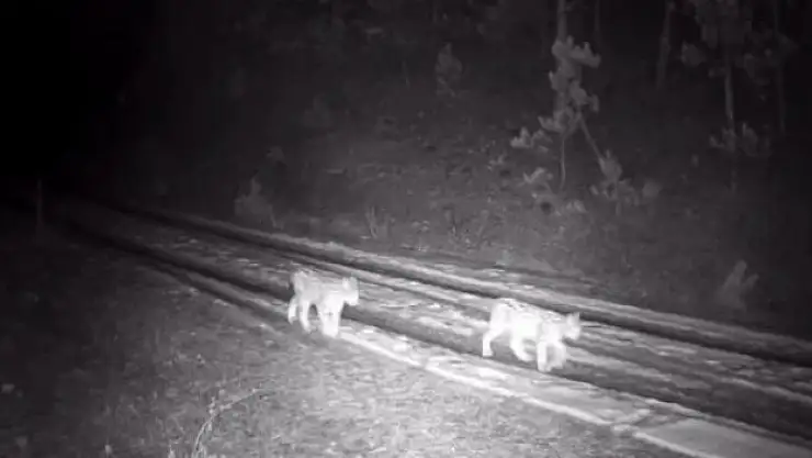 'Ormanın hayaleti' görüldü