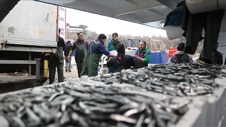 Hamsi bolluğu balıkçıların yüzünü güldürdü