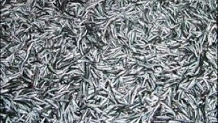 Fransızlar Hamsiyi sevdiler