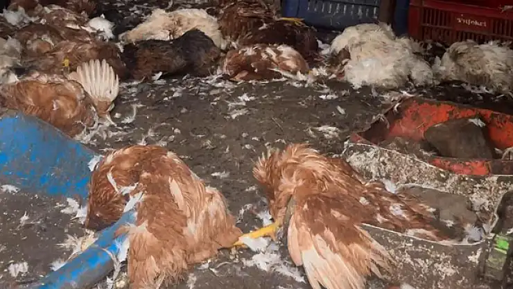 Kurt sürüsü hayvanları telef etti