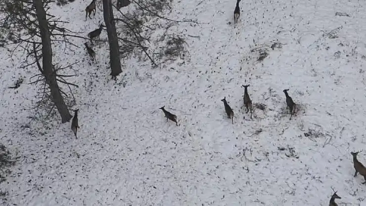 Doğadaki Cerrah kartpostallık görüntüler çekti