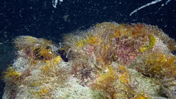 Müsilajın denizel ekosisteme etkisi