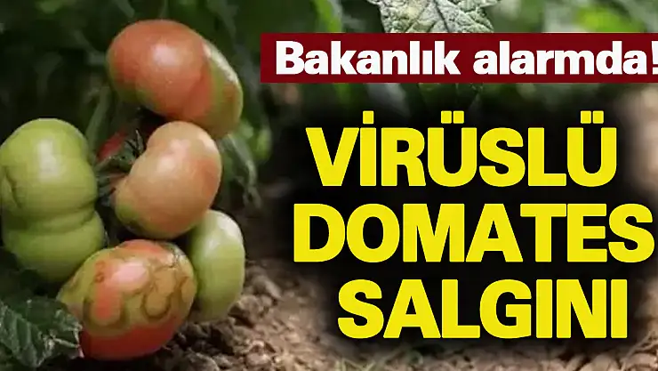 Virüslü domates alarmı!