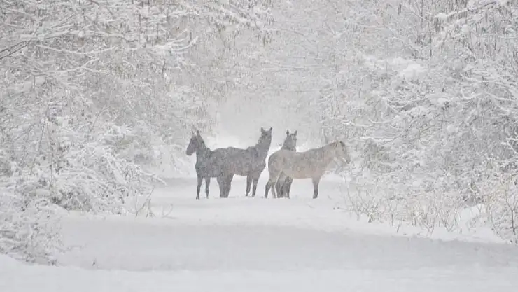 Samsun'da yaban hayatı koruma sahasında hayvanlar yemlendi