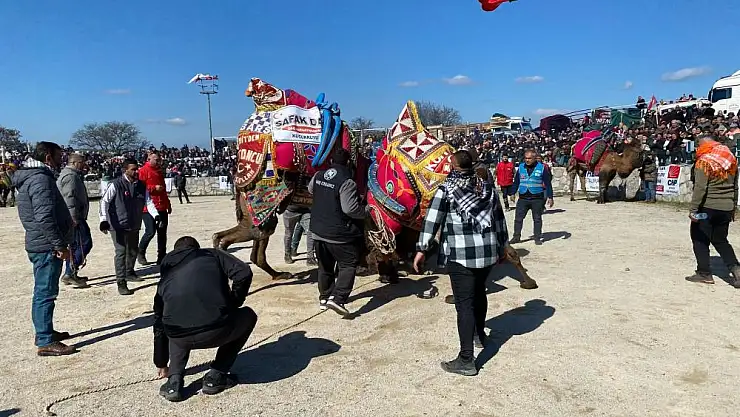 Ayvacık'ta deve güreşleri nefesleri kesti