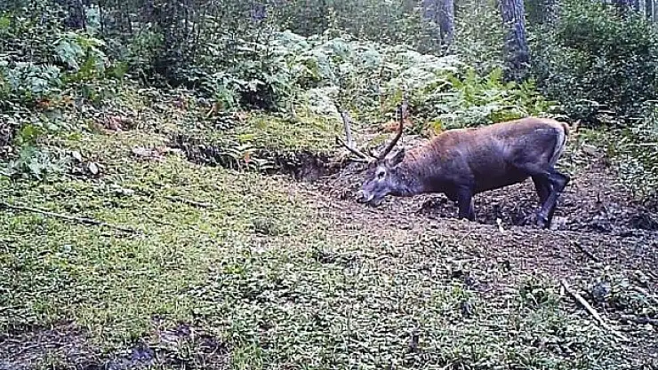Vahşi yaşam kayıt altına alındı