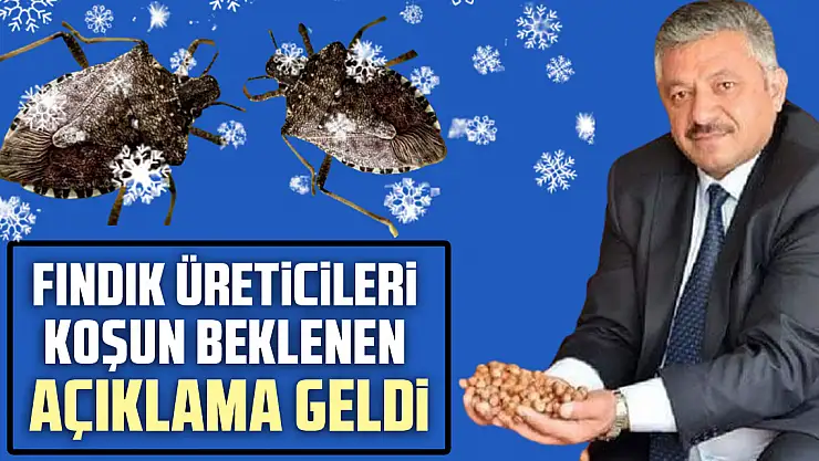 Fındık üreticileri koşun  Kahverengi kokarca için beklenen açıklama geldi