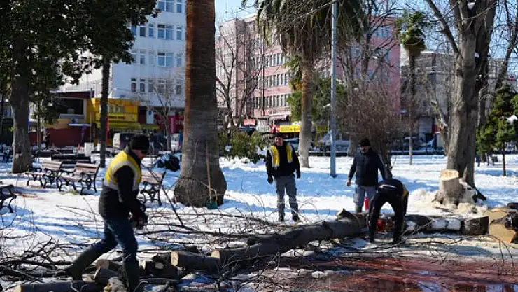 Can ve mal tehdidi oluşturan ağaçlar kesildi