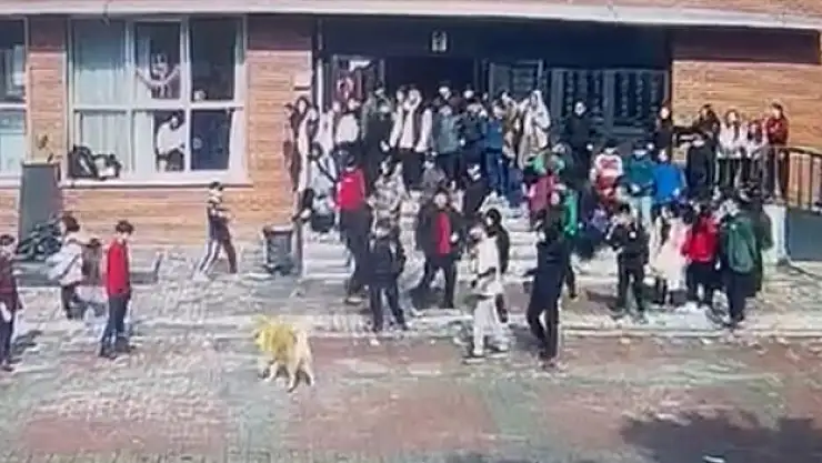 Okul bahçesinde köpek dehşeti