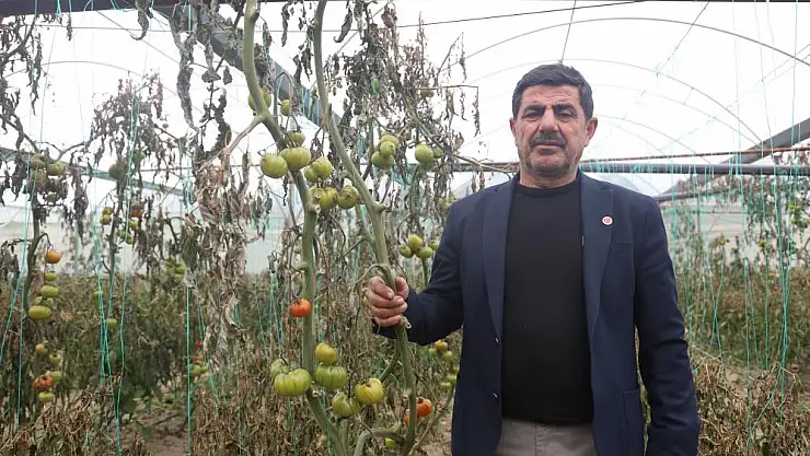 Kapya biberi don vurdu