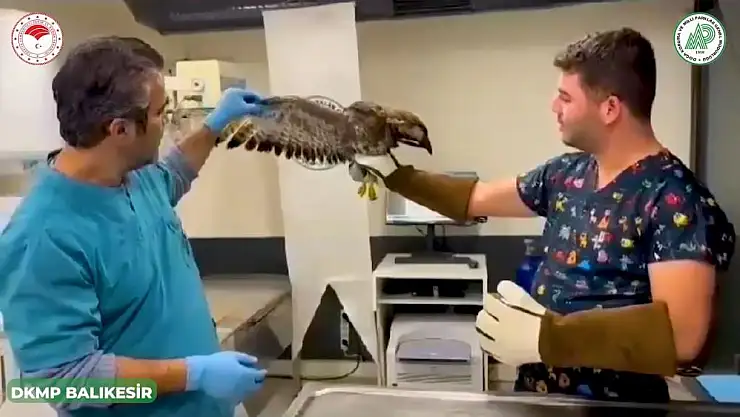 Yaralı yaban hayvanları emin ellerde