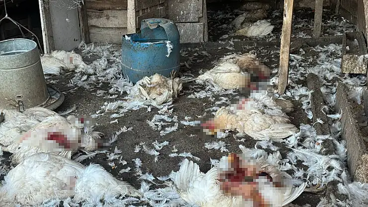 Bursa'da başıboş köpekler çiftlikteki koyun ve tavuklara saldırdı