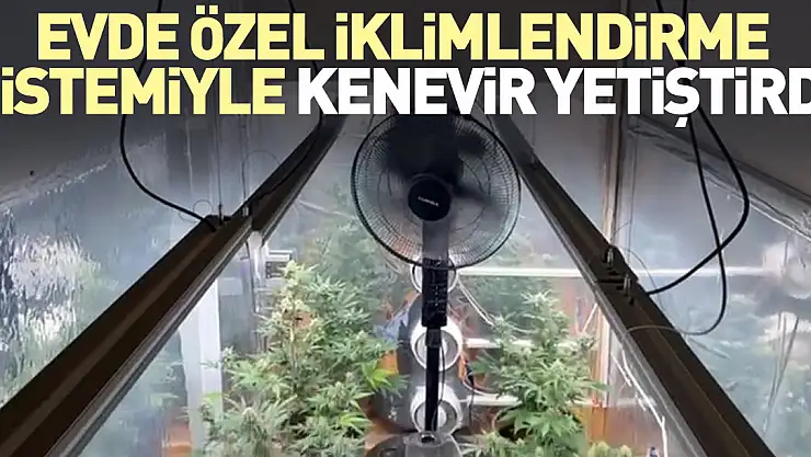 Evde özel iklimlendirme sistemiyle kenevir yetiştirdi