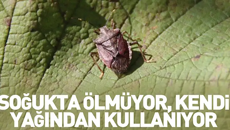 Soğukta ölmüyor, kendi yağından kullanıyor