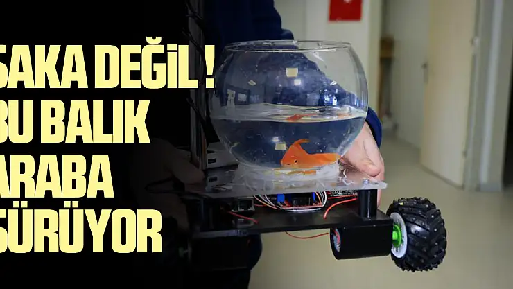 Bu balık araba sürüyor