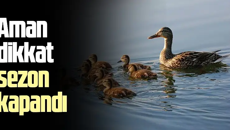 Aman Dikkat sezon kapandı