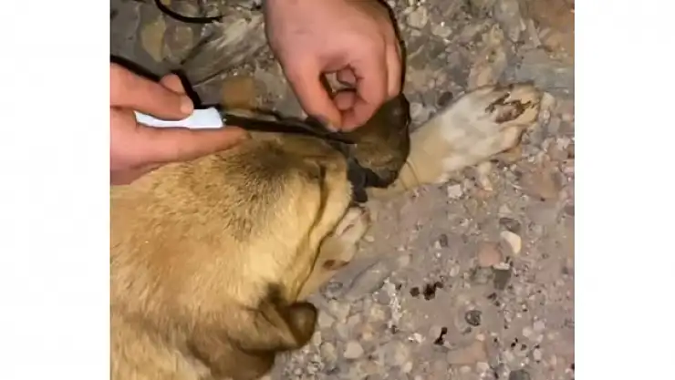 Ağzı bağlanan köpeği, polis ve vatandaşlar kurtardı