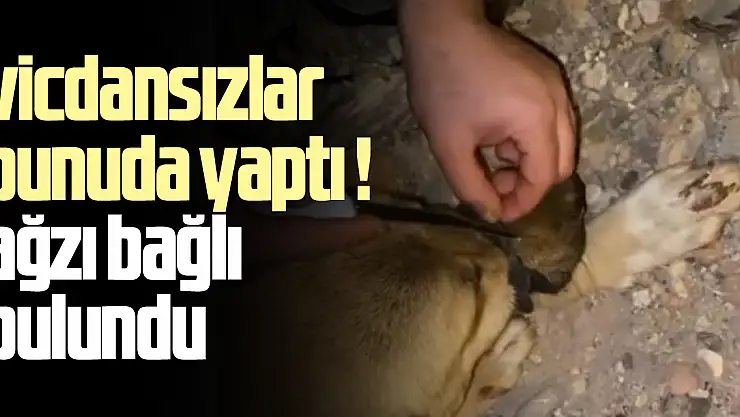 Diyarbakır'da ağzı bağlanan köpeği, polis ve vatandaşlar kurtardı