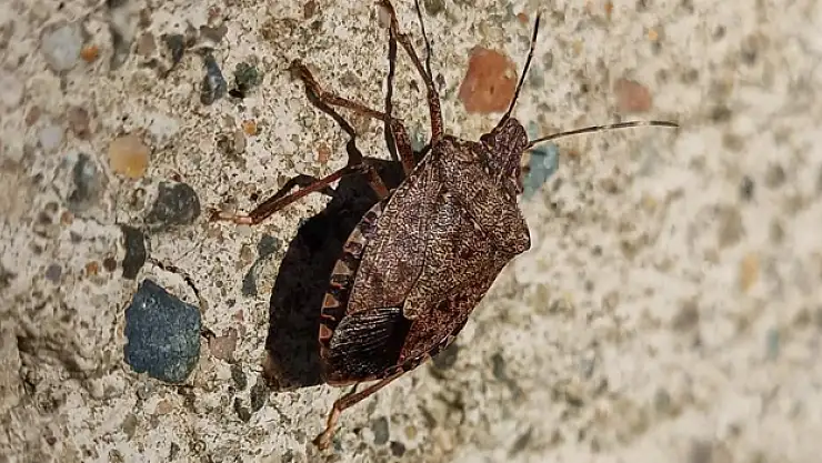 Kahverengi kokarca ile mücadele