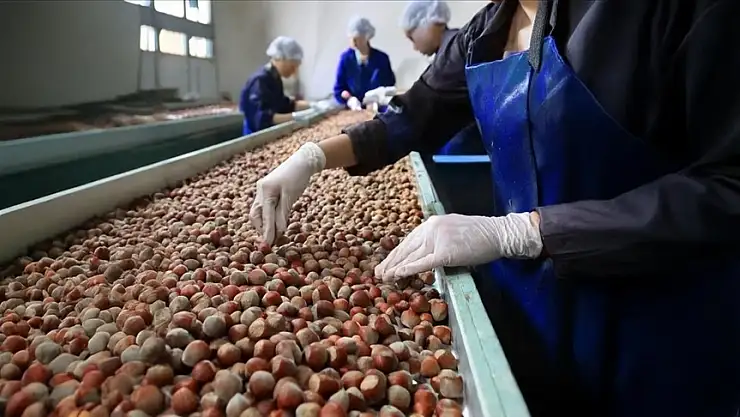 Fındık ihracatının yüzde 34'ü Trabzon'dan