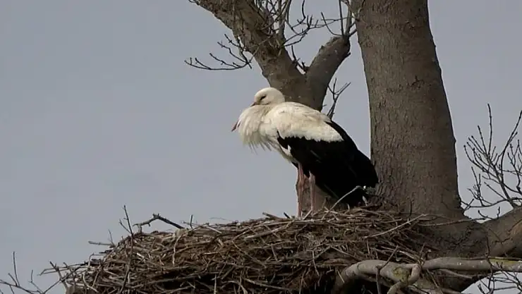 Leyleklerde ezber bozan durum