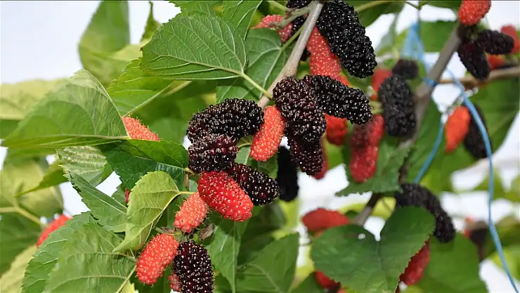 Karadutta hasat mesaisi sürüyor