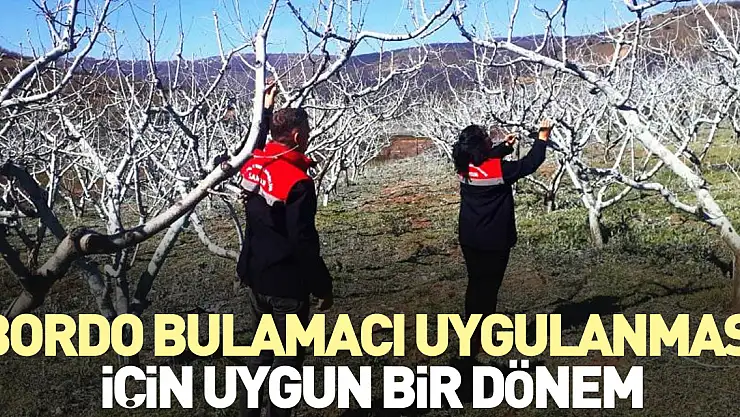 Bordo bulamacı uygulanması için uygun bir dönem