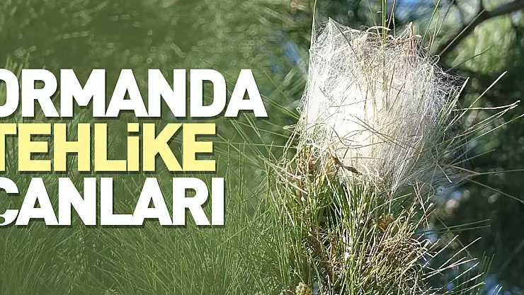 Çam ormanlarında tehlike çanları