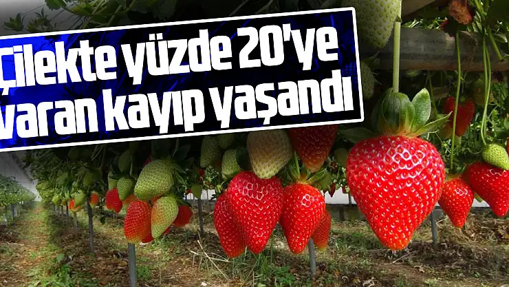 Çilekte yüzde 20'ye  varan kayıp yaşandı
