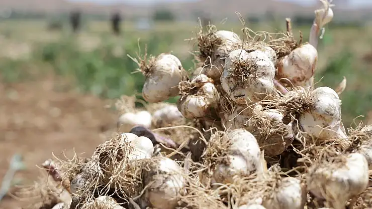 İspanya'dan Aksaray'a sarımsak yatırımı
