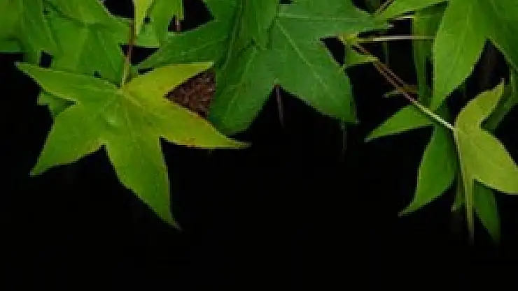 Araba ve uçak yakıtı üreten yaprak