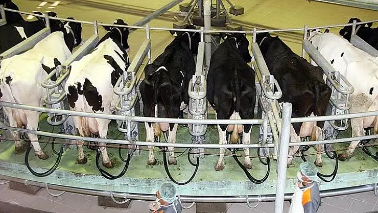 ocakta 941 bin 377 ton inek sütü toplandı