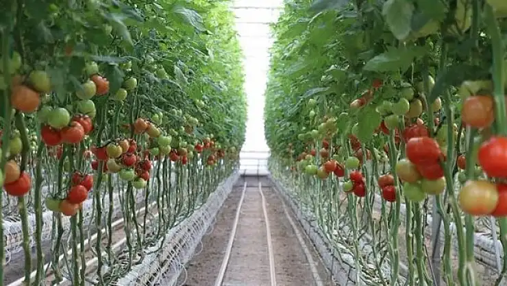 İstihdama da ekonomiye de katkı sağlayacak