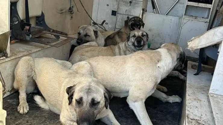 Başıboş sokak köpekleri toplanıyor