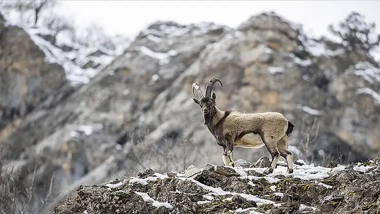 Yaban keçileri fotoğrafçıların ilgisini çekiyor