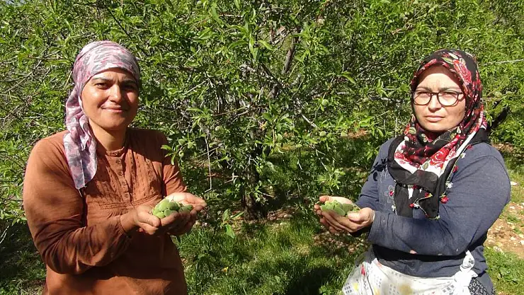 Badem çağlası Dubai'ye ihraç ediliyor