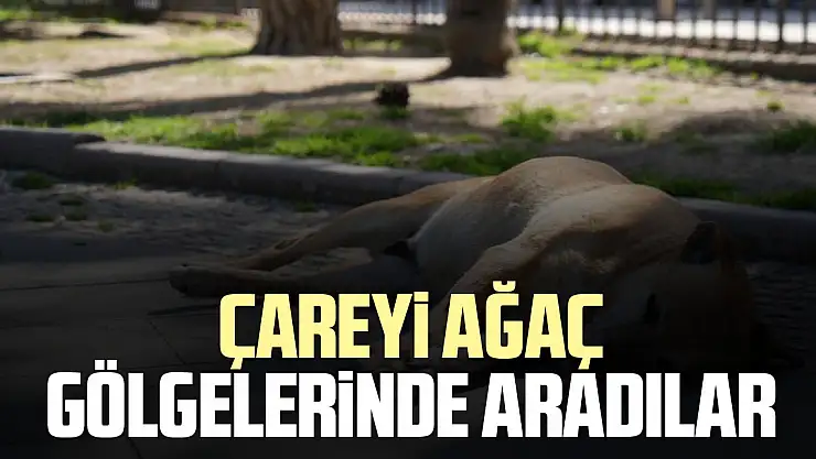 Çareyi ağaç  gölgelerinde aradılar