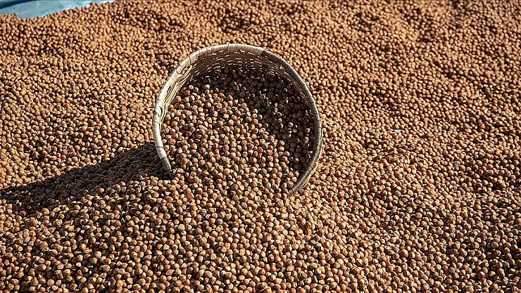 Fındık 132-140 lira arasında işlem görüyor