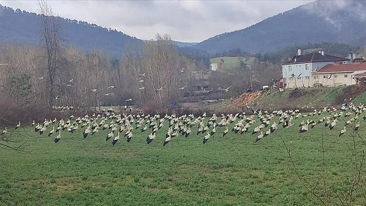 Göçe eden leylekler Bolu'da mola verdi