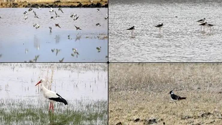 Ağrı Dağı'nın etekleri şenlendi