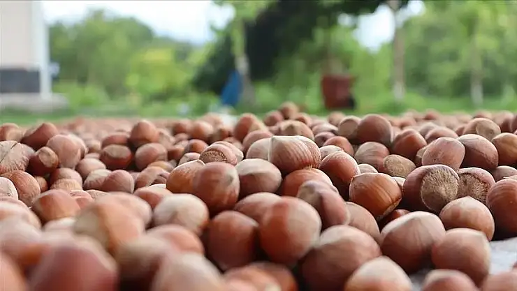 Giresun'da fındık 137-142 lira arasında değişiyor