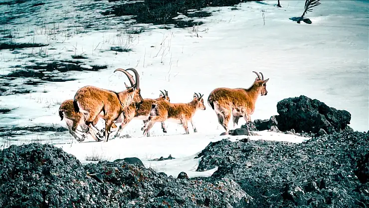 Sarp kayalıklarda yaban keçileri görüntülendi