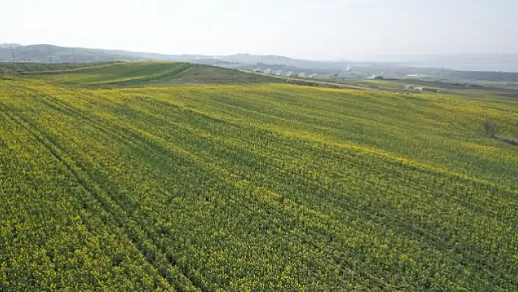 Kanola bitkilerinin görsel şöleni