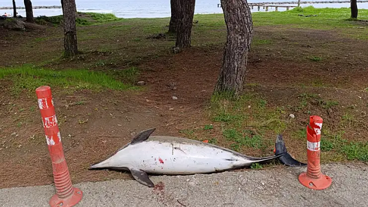 Ölü yunus sahile vurdu